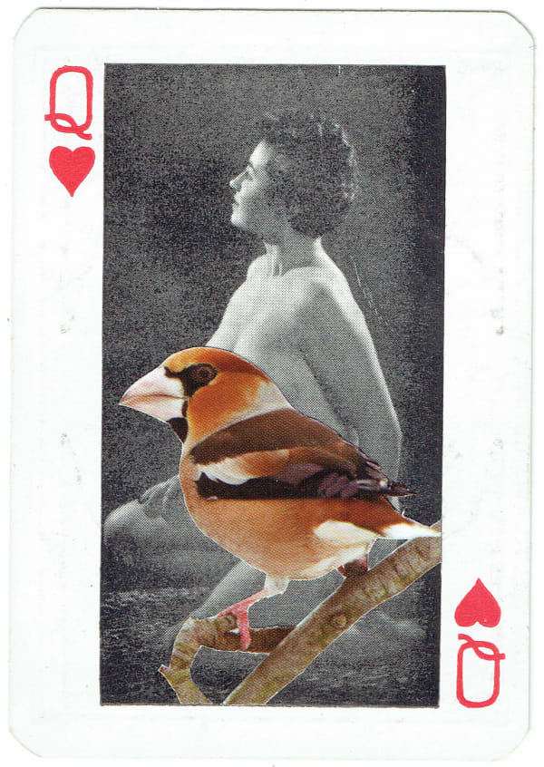 Sarah Hardacre, Queen of Hearts Hawfinch, 2016