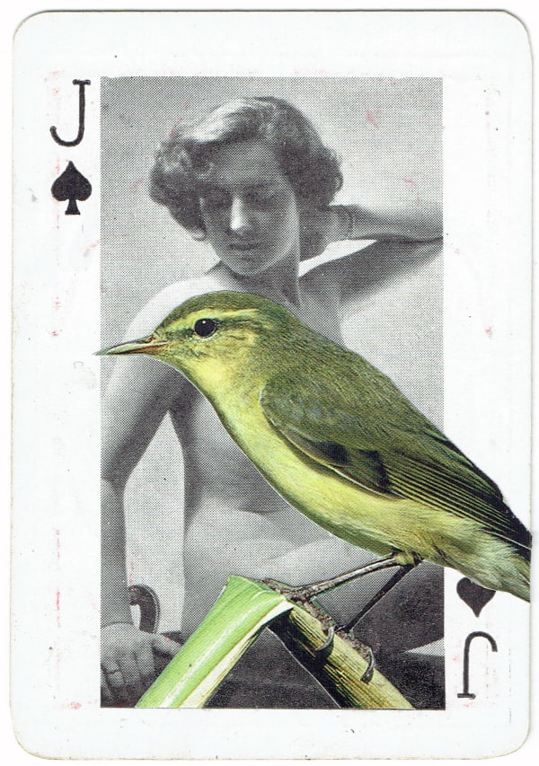 Sarah Hardacre, Jack of Spades Willow Warbler, 2016