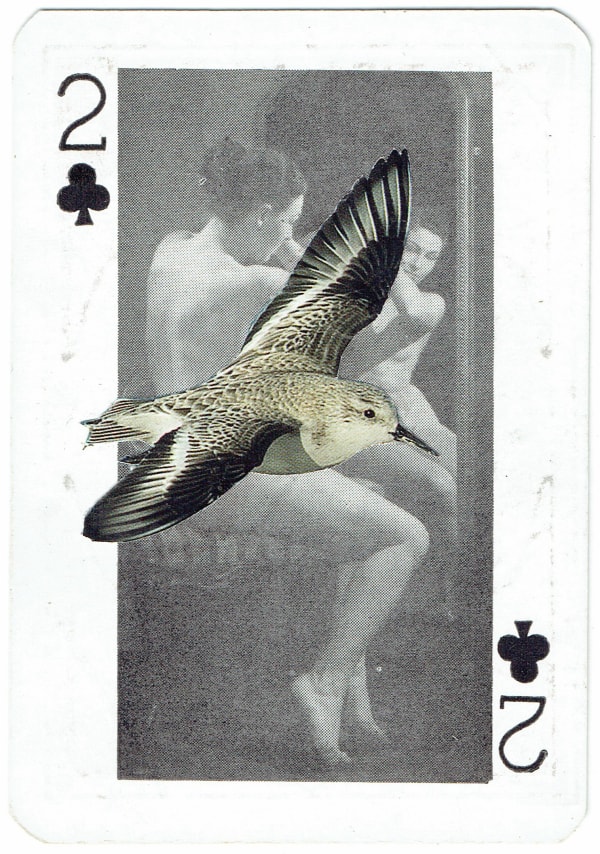 Sarah Hardacre, Two of Clubs Sanderling, 2016
