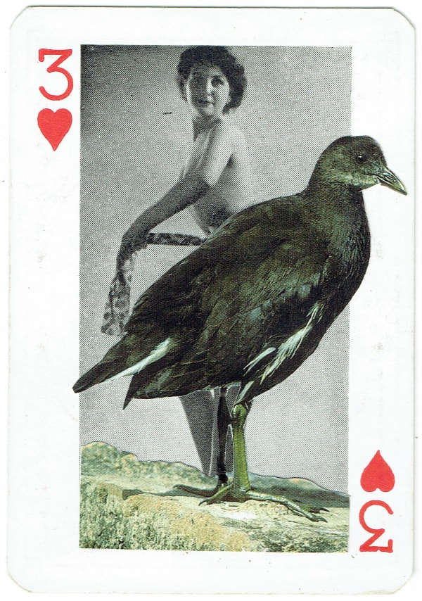Sarah Hardacre, Three of Hearts Moorhen, 2016
