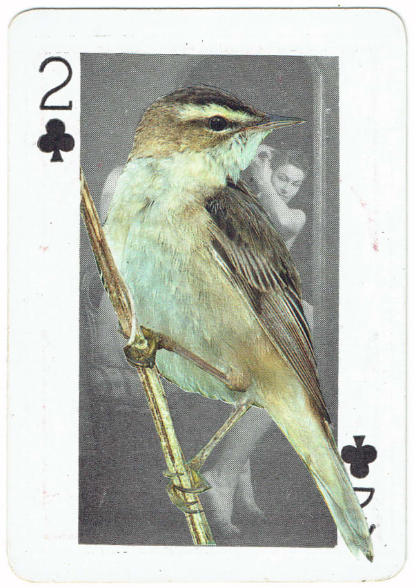 Sarah Hardacre, Two of Clubs Sedge Warbler, 2016
