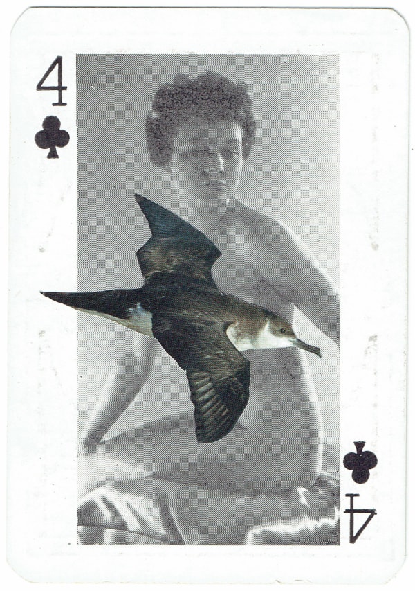 Sarah Hardacre, Four of Clubs Manx Shearwater, 2016