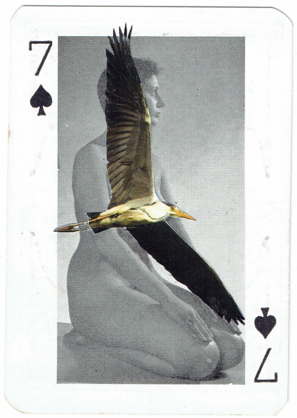 Sarah Hardacre, Seven of Spades Grey Heron, 2016