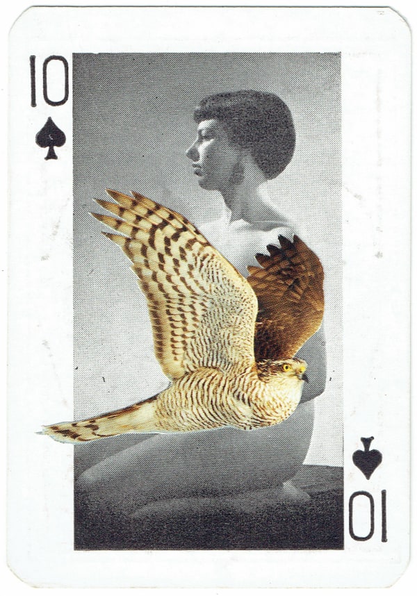 Sarah Hardacre, Ten of Spades Sparrowhawk, 2016