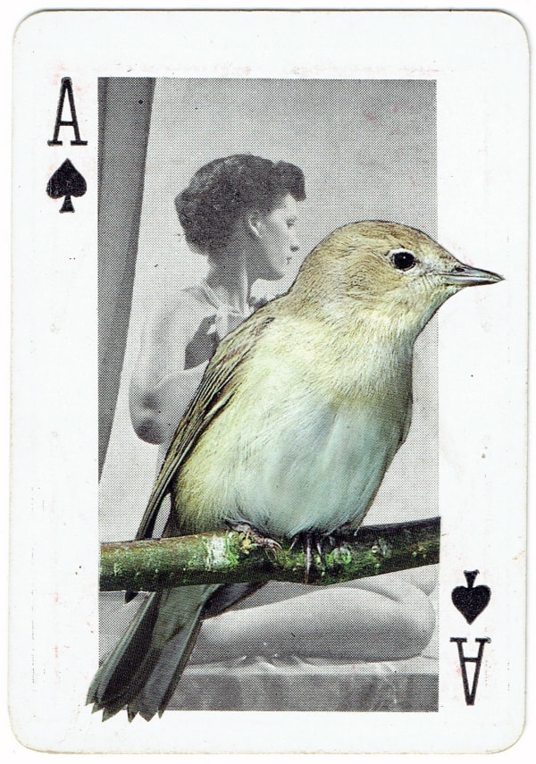 Sarah Hardacre, Ace of Spades Garden Warbler, 2016