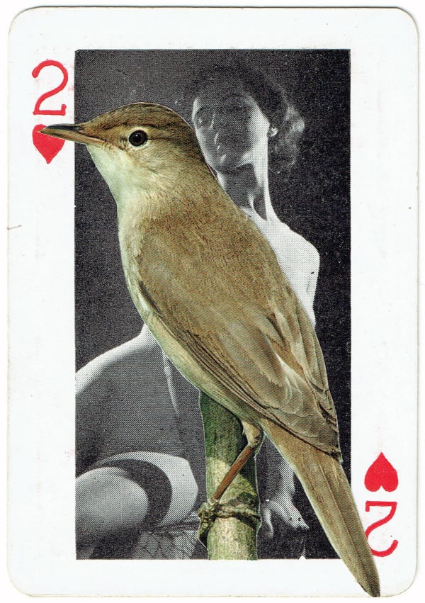 Sarah Hardacre, Two of Hearts Reed Warbler, 2016