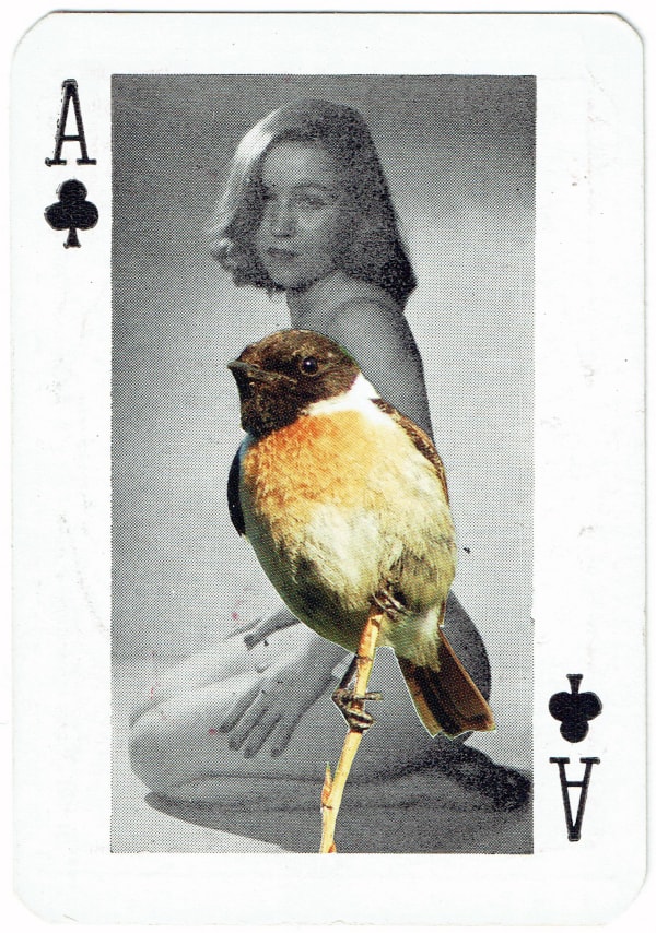 Sarah Hardacre, Ace of Clubs Stonechat, 2016