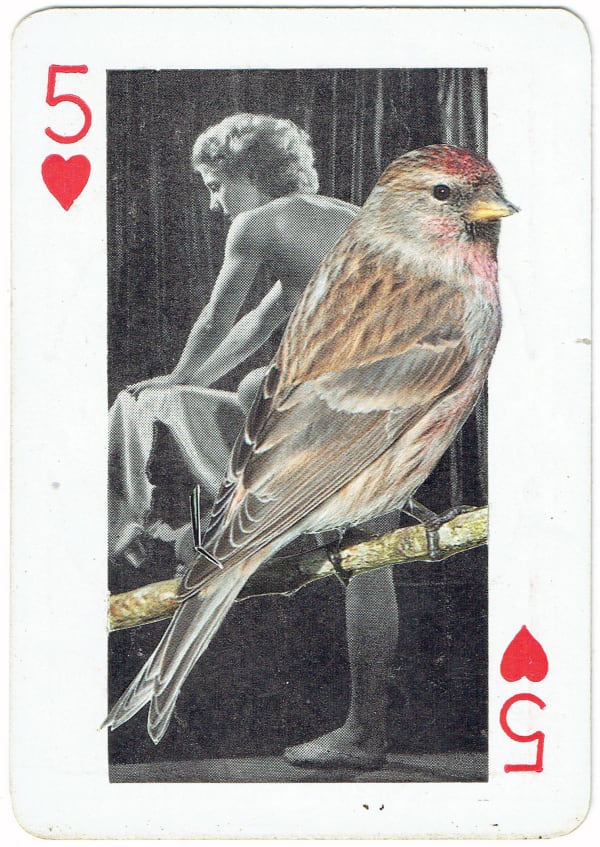 Sarah Hardacre, Five of Hearts Lesser Redpoll, 2016