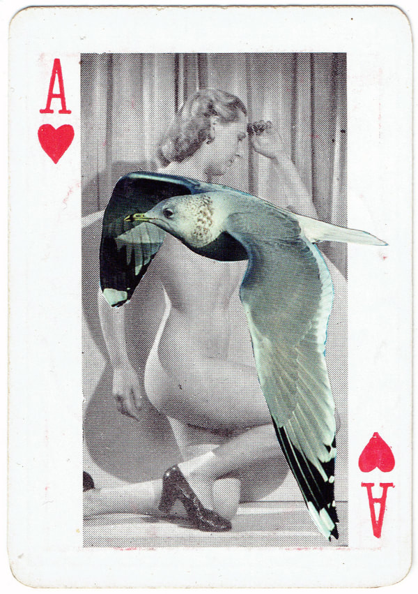 Sarah Hardacre, Ace of Hearts Common Gull, 2016