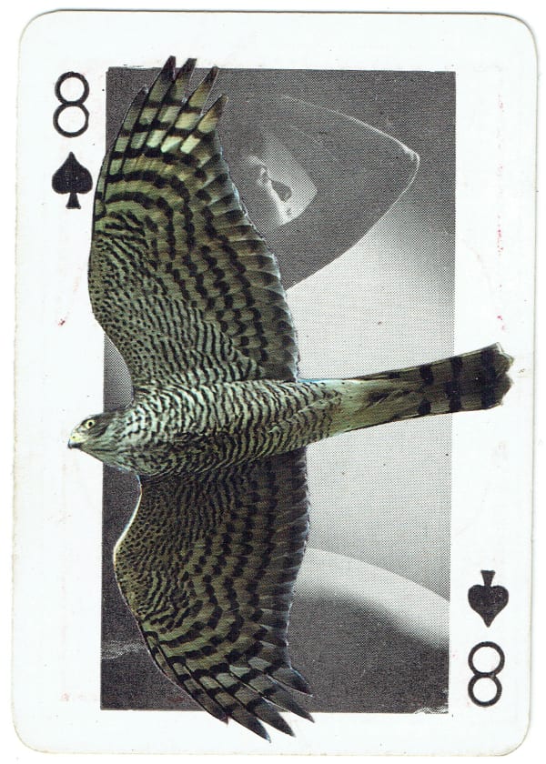 Sarah Hardacre, Eight of Spades Sparrowhawk, 2016