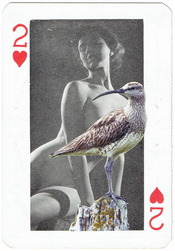 Sarah Hardacre, Two of Hearts Whimbrel, 2016