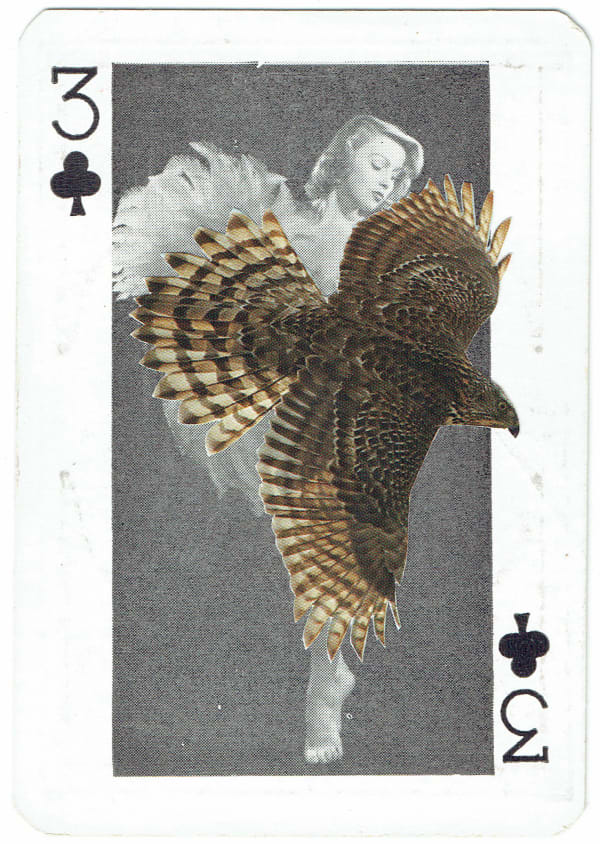 Sarah Hardacre, Three of Clubs Goshawk, 2016
