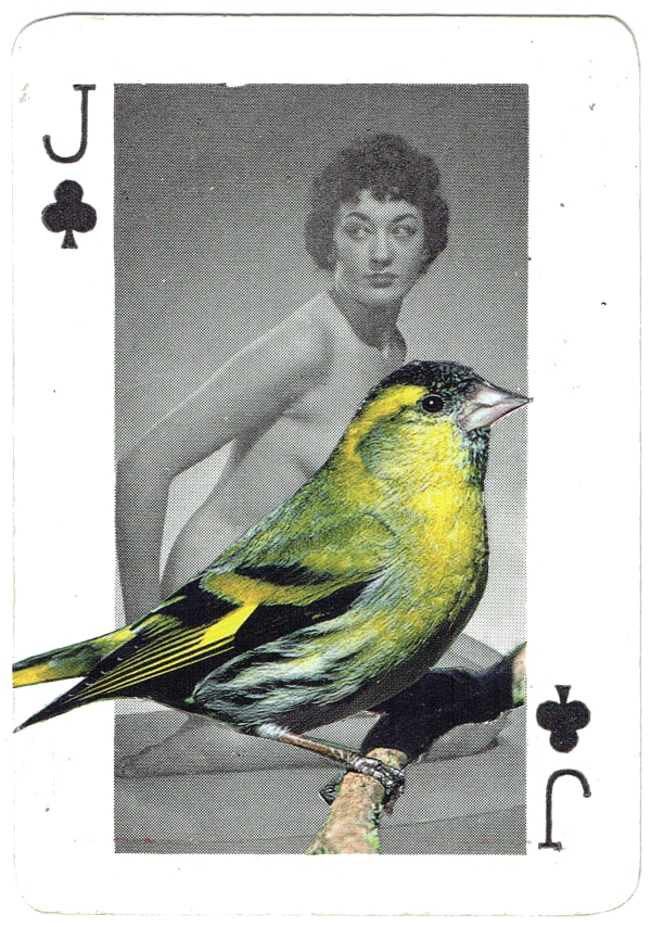 Sarah Hardacre, Jack of Clubs Siskin, 2016