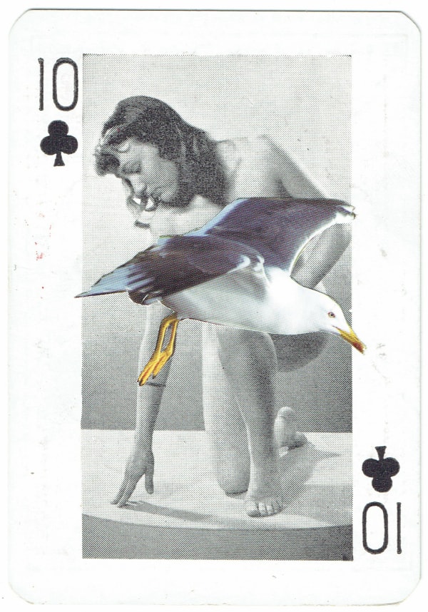 Sarah Hardacre, Ten of Clubs Lesser Black-backed Gull, 2016