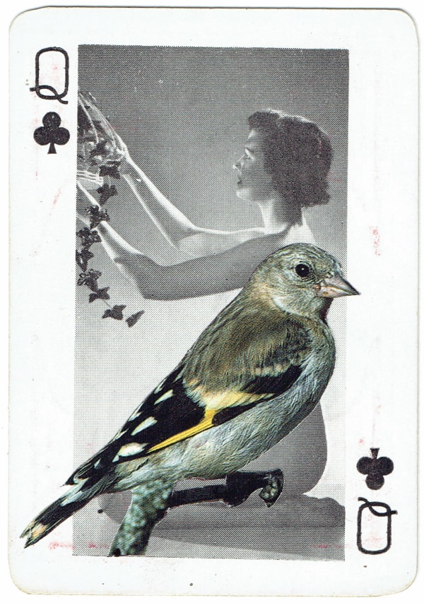 Sarah Hardacre, Queen of Clubs Goldfinch, 2016