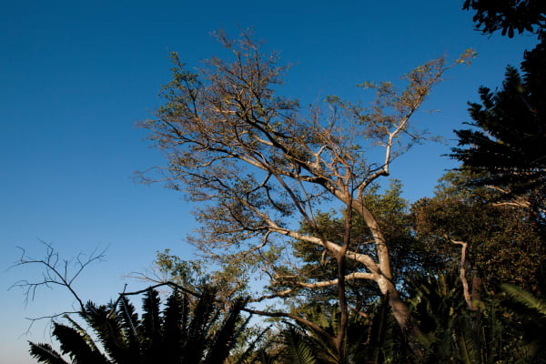 Paul Weinberg, Modjadji Forest is a sacred site for the Rain Queen of the Balebodu Kingdom. The Rain Queen is thought to have magical powers, including the power to induce rain, which have been passed from mother to daughter for centuries, near Tzaneen, Limpopo, 2019-21