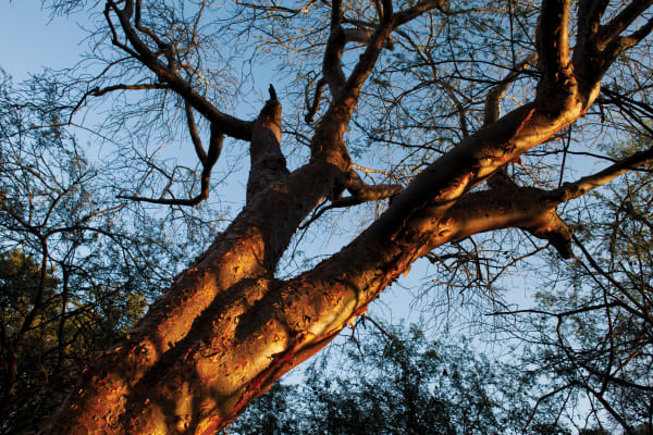 Paul Weinberg, Cetshwayo’s grave is considered a sacred site for the isiZulu-speaking people, who hold him in high esteem for defeating the British army at Isandlwana in 1879, Nkandla Forest, KwaZulu-Natal, 2019-21