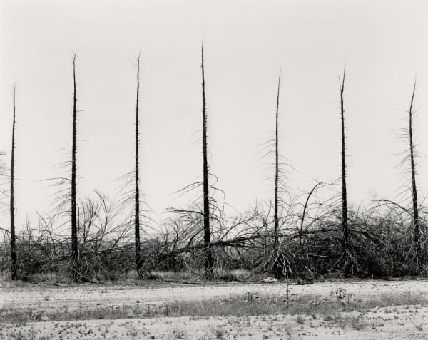 Ryan McIntosh, Wind Break, Lost Hills, CA, 2021