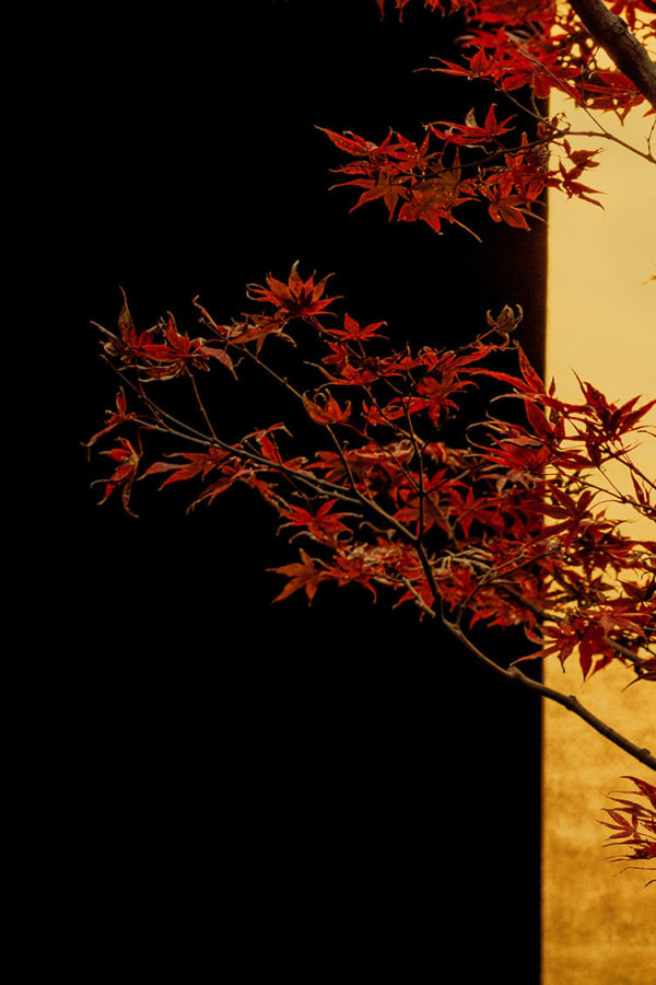 Paul Cupido, Sakuda, 2019