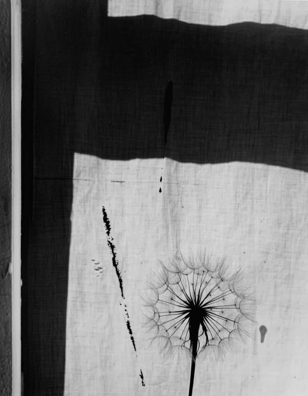 Paul Caponigro, Thistle and Window, 1958