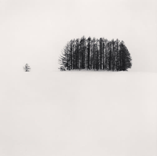 Michael Kenna, Copse and Tree, Mita, Hokkaido, 2007