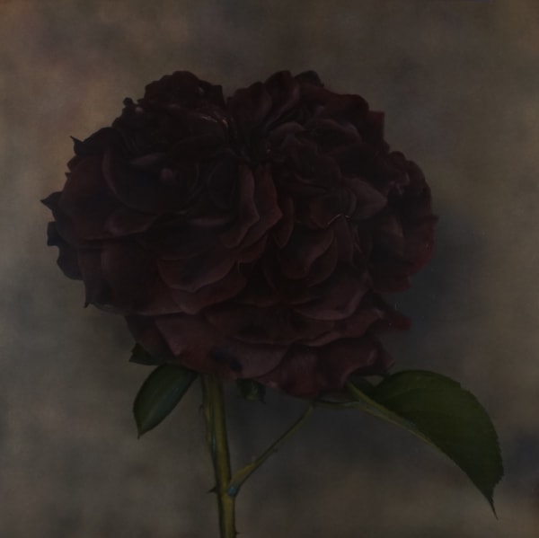 Brigitte Carnochan, Deep Rose II, 2008