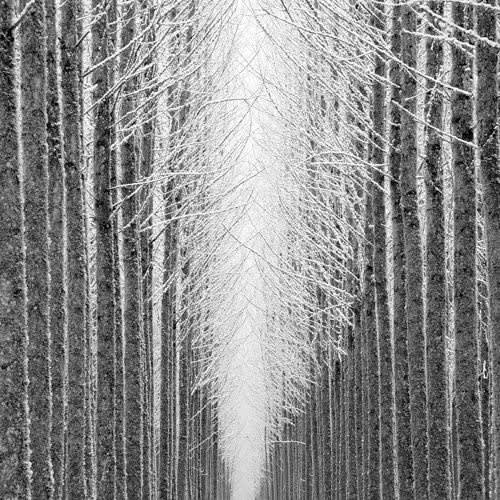 Jeffrey Conley, Tree Cathedral, 2007, printed 2015