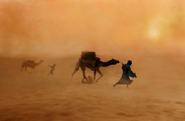 Steve McCurry, Camels in Dust Storm, Jaisaimer, India, 2010 (Printed 2012)
