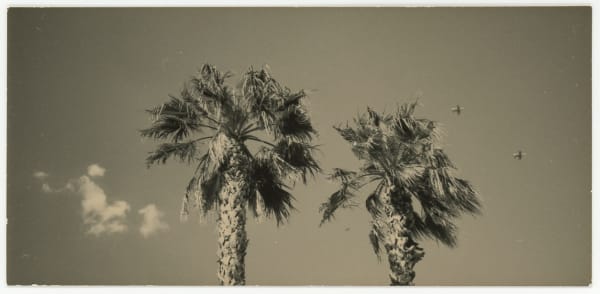 Ernesto Esquer, Two Palm Trees, Two Planes, 2014 (Printed 2018)