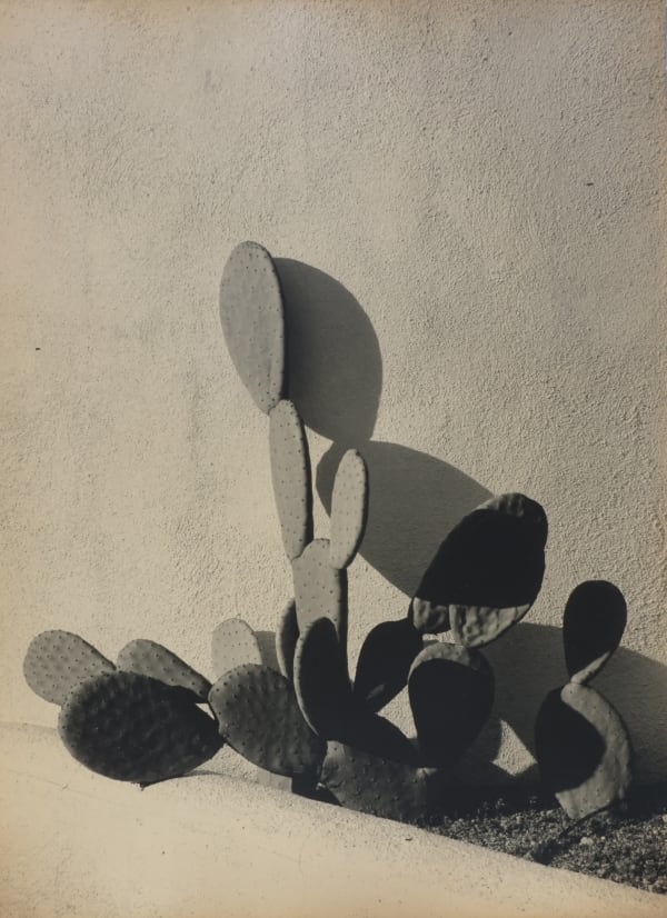 Ernesto Esquer, Nopales, 2014