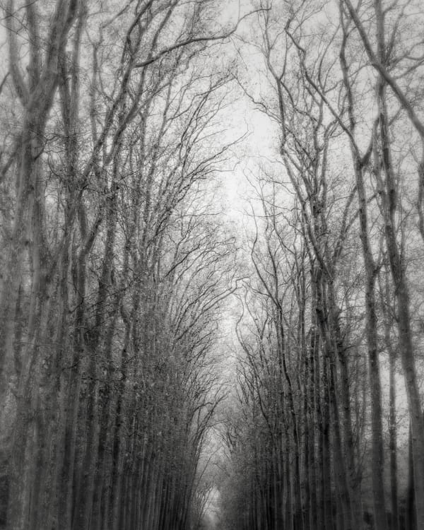 Jeffrey Conley, Trees, Path, and Rain, Versailles, France, 2023, Printed 2025