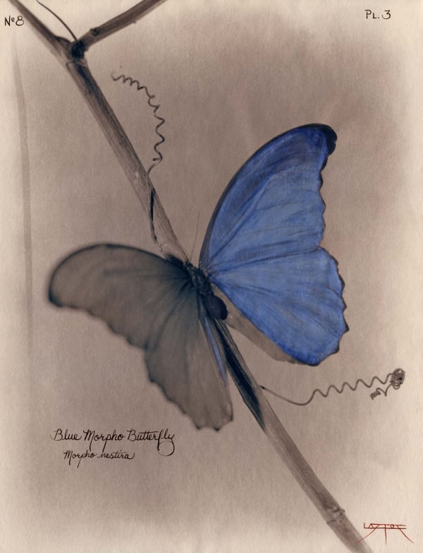 Laszlo Layton, Blue Morpho Butterfly (after Heade), 2003