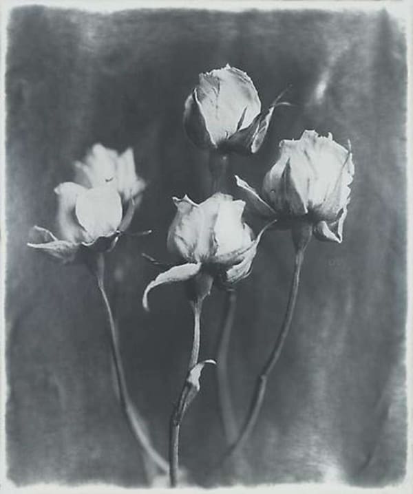 Robert Stivers, Four Roses, 2012