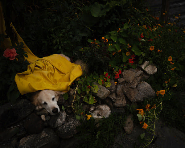 Cig Harvey, Scarlet, Last Summer, Rockport, Maine, 2021