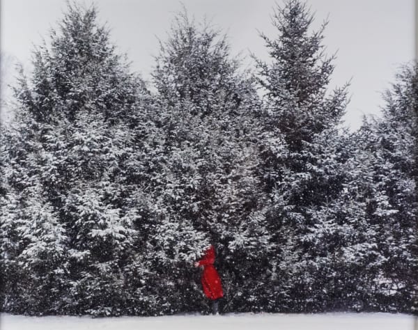 Cig Harvey, Fir Trees, 2022