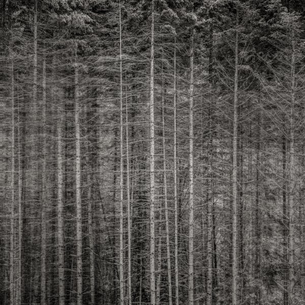 Jeffrey Conley, Forest Edge, Oregon, 2013, printed 2018