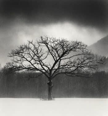 Michael Kenna, Tree Portrait, Study 6, Wakoto, Hokkaido, 2005; Printed 2014