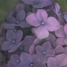 Brigitte Carnochan, Dark Hydrangea, 2007