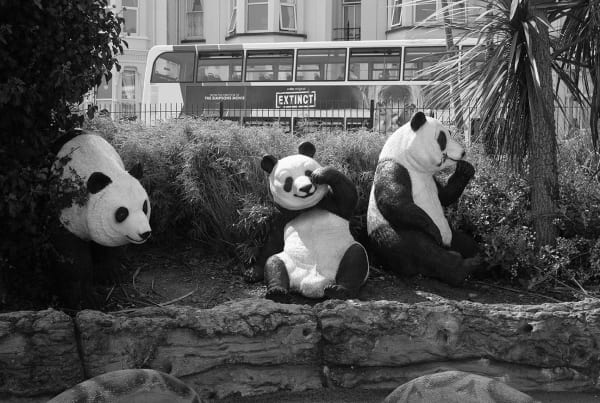 Roger A. Deakins, The Last Pandas, Dawlish, 2021