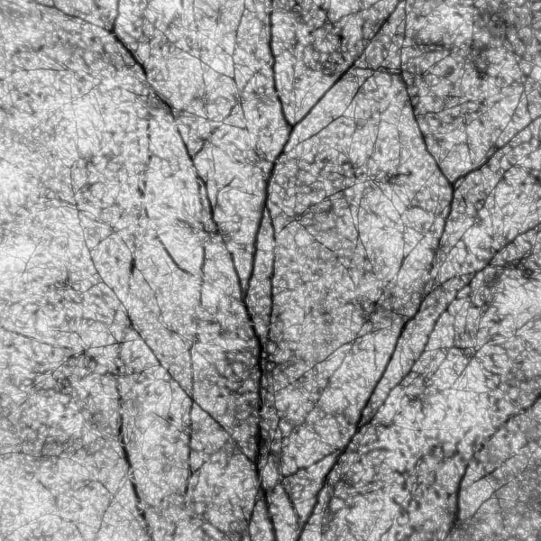Jeffrey Conley, Branches and Light, Westonbirt, UK,, 2024, Printed 2025
