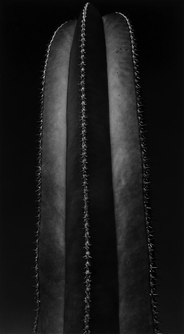 Brett Weston, Cactus, 1935 (Printed 1970's)