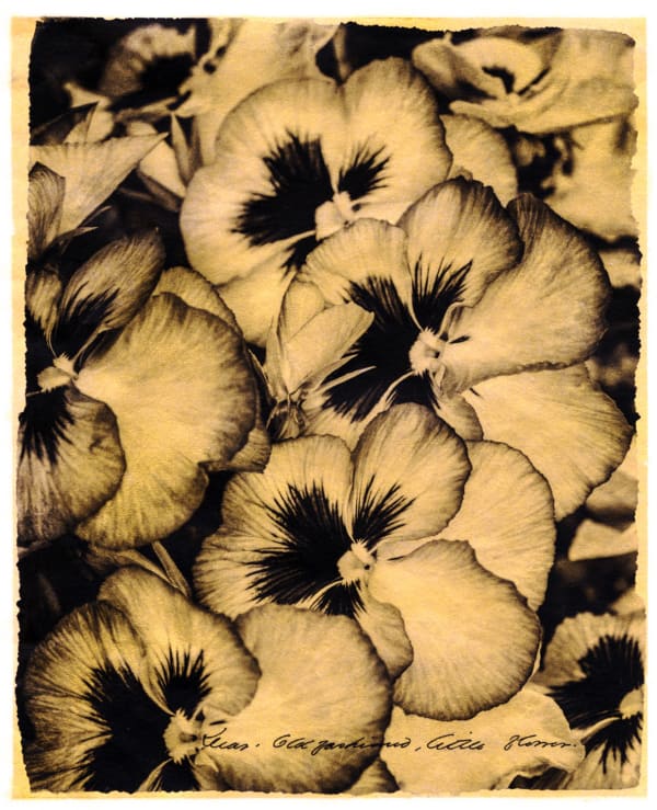 Brigitte Carnochan, Dear, Old Fashioned, Little Flower!, 2018