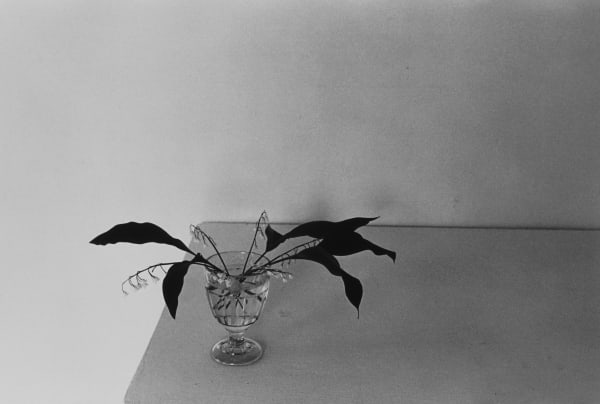 Lilo Raymond, Lily of the Valley, 1982