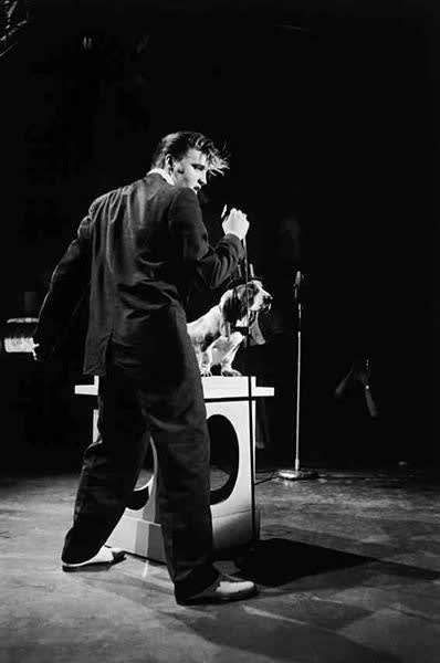 Alfred Wertheimer, Elvis and the Hound Dog, (During rehearsals sings the song, "Hound Dog", to a live hound dog. The dog is on the pedestal not only to bring him closer to Elvis' face but also to prevent Elvis from gyrating too much, which would cause the dog to jump off. , 1956