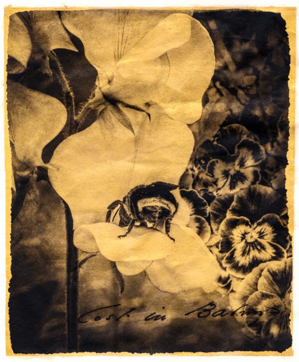 Brigitte Carnochan, Lost in Balms, 2018
