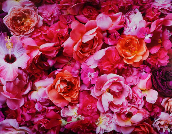 Cig Harvey, All the Pink Flowers, Rockport, Maine, 2020
