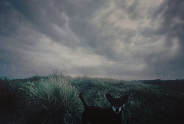 Dolorès Marat, Le chien en Normandie, 2003