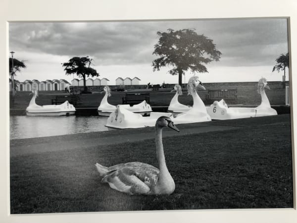 Roger A. Deakins, The Poser, Goodrington, 2021