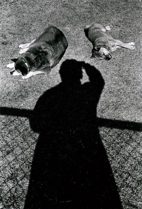 Daido Moriyama (Japan, b. 1938), Untitled, (Self Portrait with Dogs), 1997