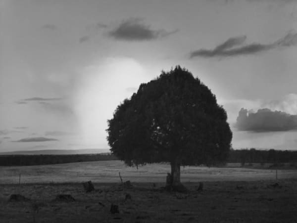Paul Caponigro, Cloud and Tree, Clonfert Co, Galway, Ireland, 1967